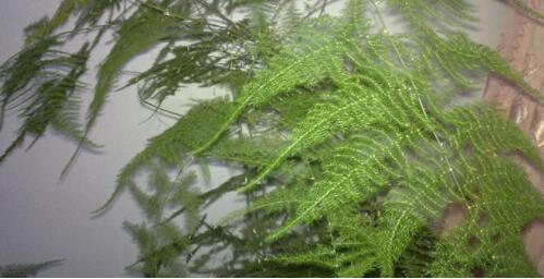 文竹的養殖方法