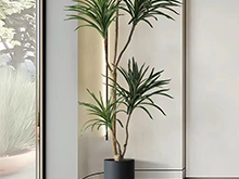 哪些綠植放在房子里，可以提升家里氣質呢？