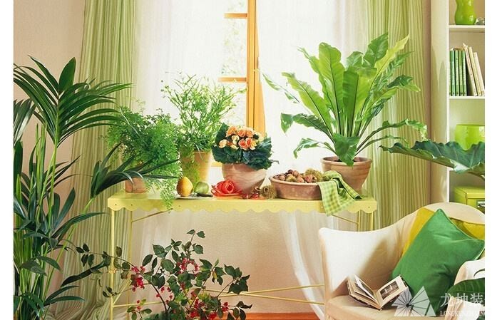 客廳擺放植物注意事項 客廳擺放植物注意事項